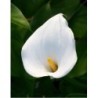  Arum blanc (Zantedeschia)