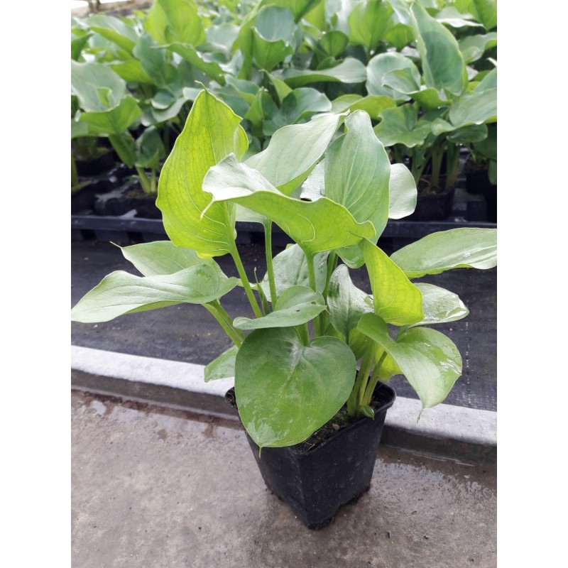 Arum blanc (Zantedeschia)