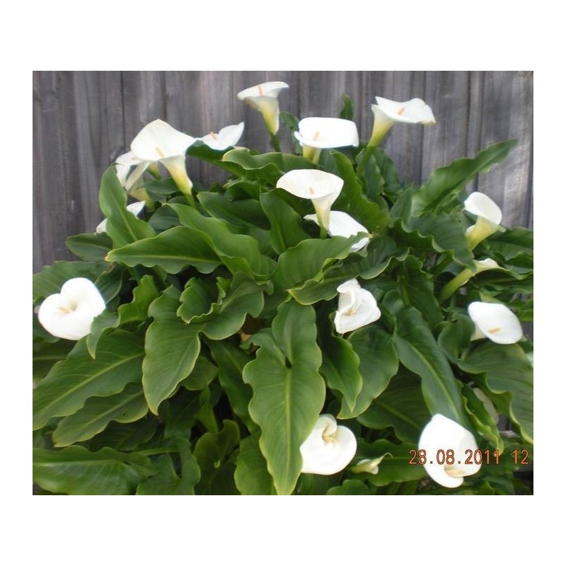  Arum blanc (Zantedeschia)