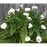  Arum blanc (Zantedeschia)