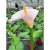 Arum 'Flamingo'