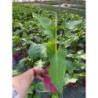  Arum 'Flamingo'