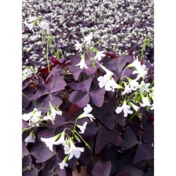 Oxalis triangularis 'PURPUREA'