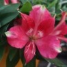 Alstroemère 'Lily Rose'