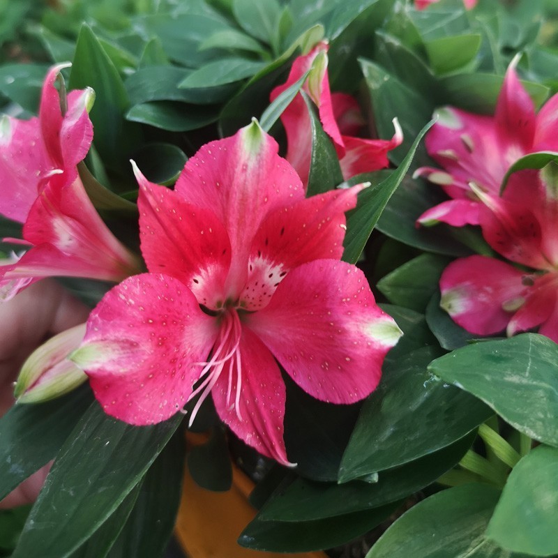  Alstroemère 'Lily Rose'