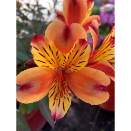 Alstroemeria "Indian Summer"®