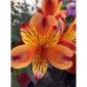 Alstroemeria "Indian Summer"®