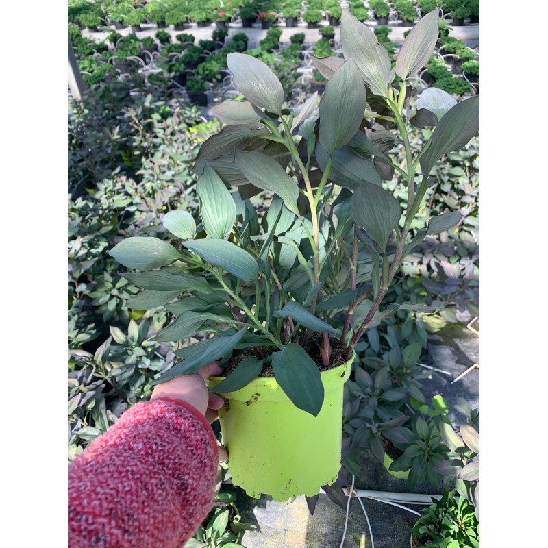  Alstroemeria "Indian Summer"®