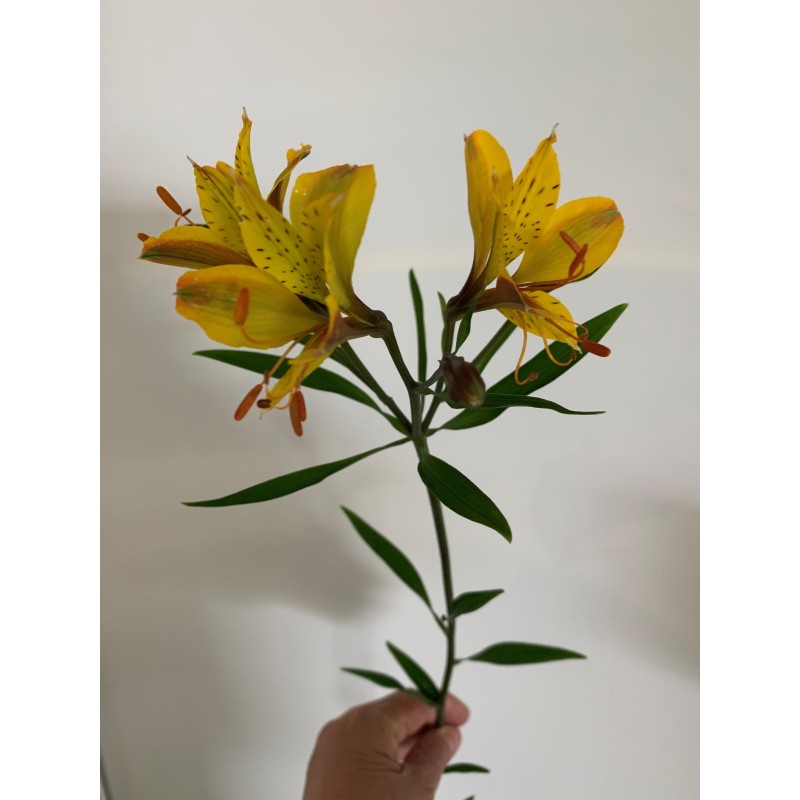 Alstroemère 'Sweet Laura'