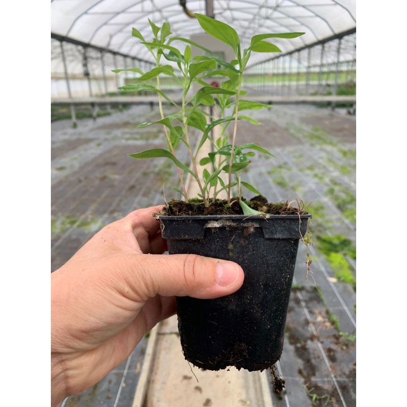  Alstroemère 'Sweet Laura'