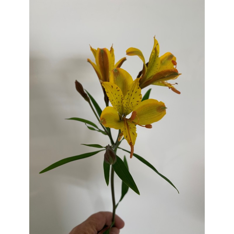  Alstroemère 'Sweet Laura'