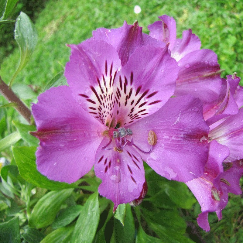 Alstroemère 'Lucas'