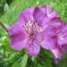 Alstroemère 'Lucas'