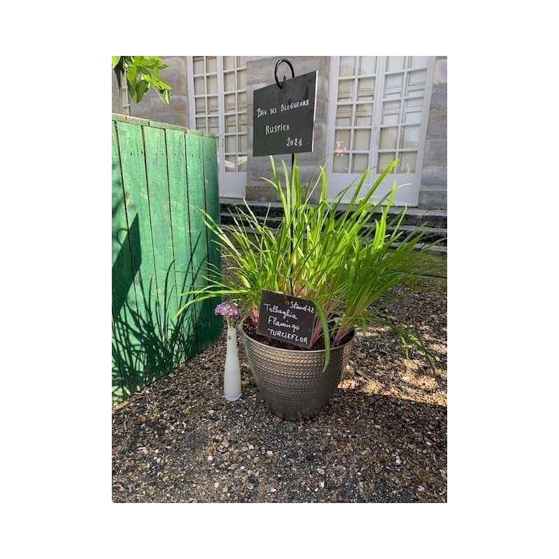  Tulbaghia "Flamingo"