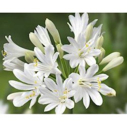 Agapanthe 'Amour d'été blanc'