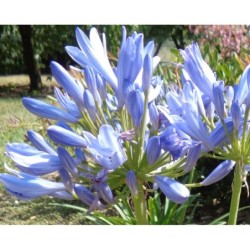 Agapanthe 'Pitchoune Blue'