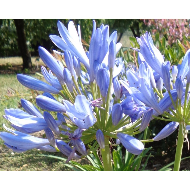 Agapanthe 'Pitchoune Blue'