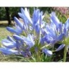 Agapanthe 'Pitchoune Blue'