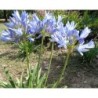  Agapanthe 'Pitchoune Blue'