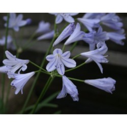 Agapanthe 'Vallée D'Azur'