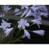 Agapanthe 'Vallée D'Azur'