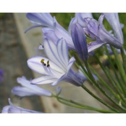 Agapanthe 'Vallée de la Vienne'