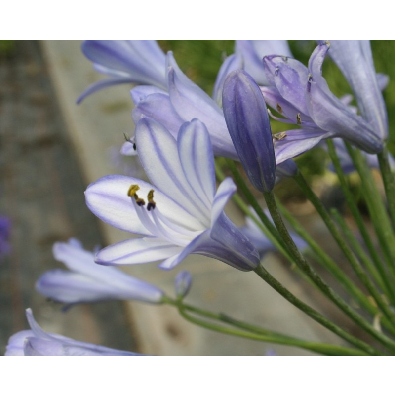 Agapanthe 'Vallée de la Vienne'