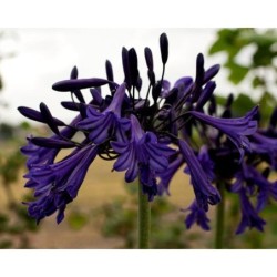 Agapanthe 'Black Buddhist'