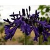 Agapanthe 'Black Buddhist'