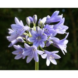 Agapanthe 'Vallée de la Nymphe'