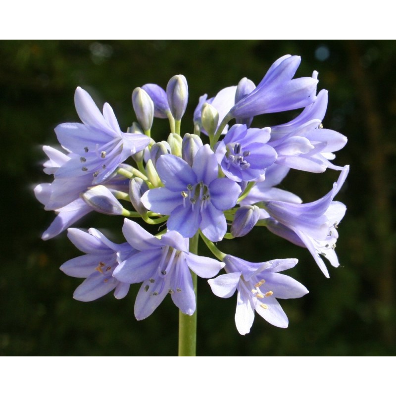 Agapanthe 'Vallée de la Nymphe'