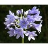 Agapanthe 'Vallée de la Nymphe'