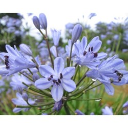 Agapanthe 'Vallée de la Romanche'