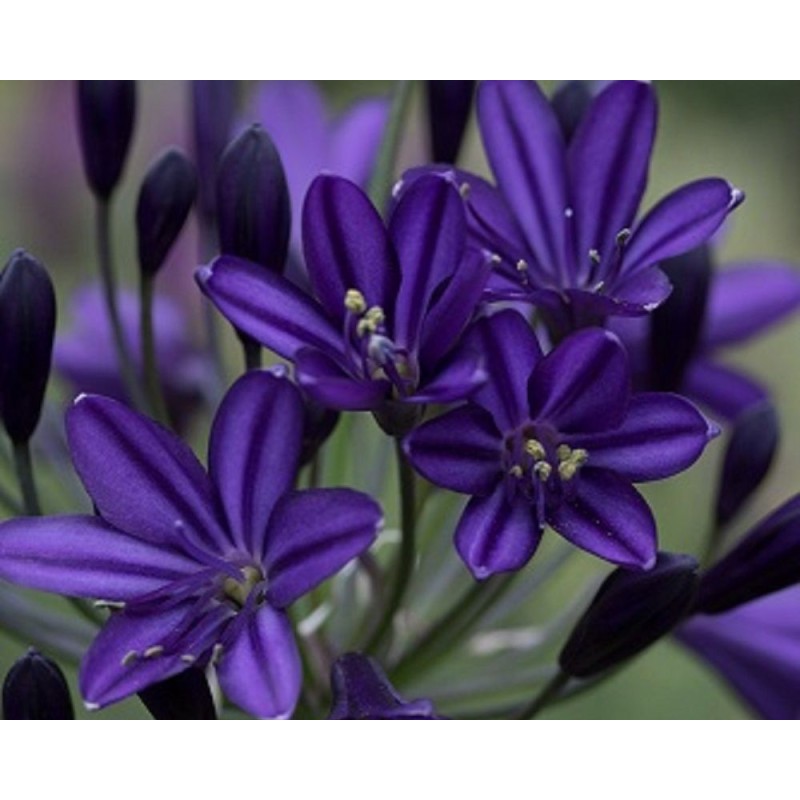 Agapanthe 'Royal Velvet'