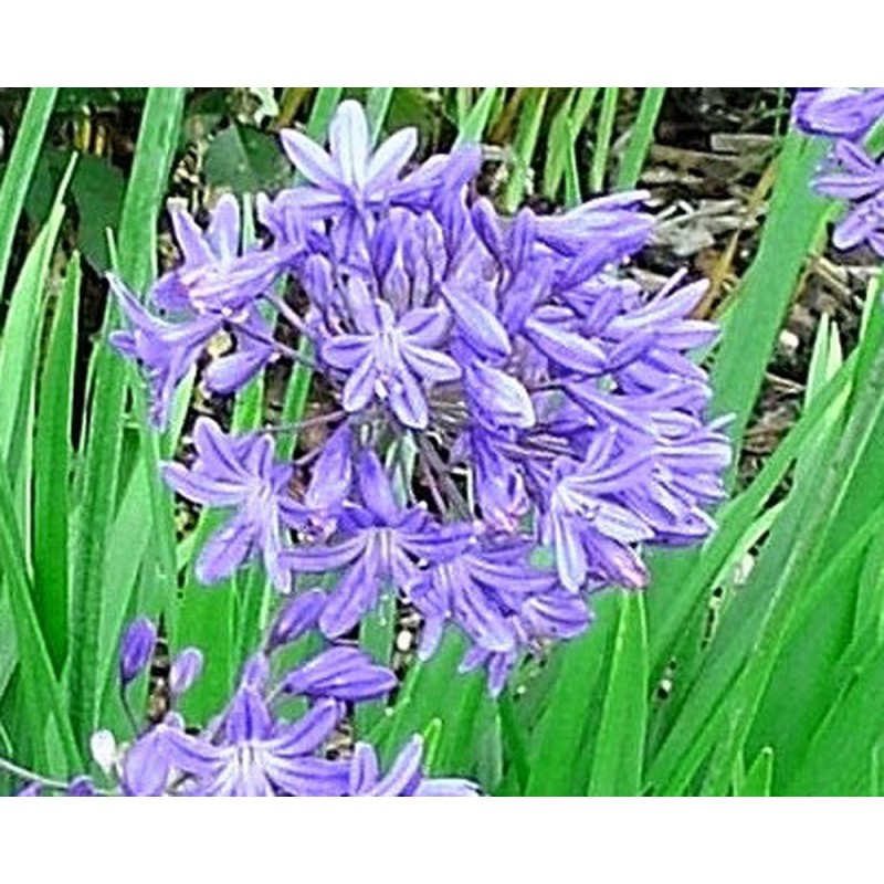 Agapanthe 'Star Quality'