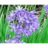 Agapanthe 'Star Quality'