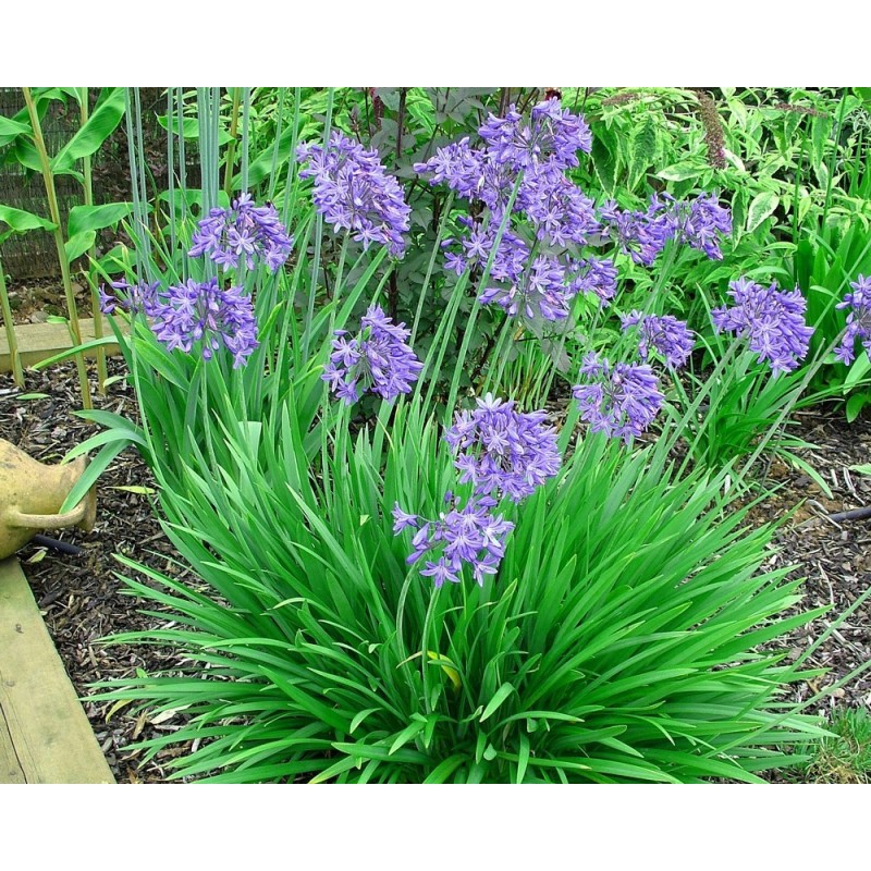  Agapanthe 'Star Quality'