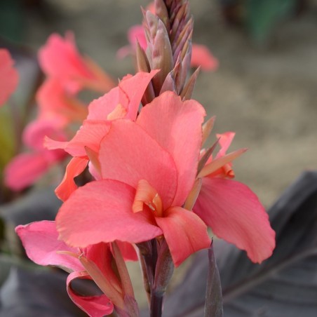 Canna 'Saladin'