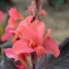 Canna 'Saladin'