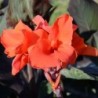 Canna 'Triomphe'
