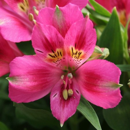 Alstroemère 'Lola'