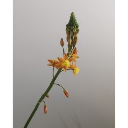 Bulbine orange