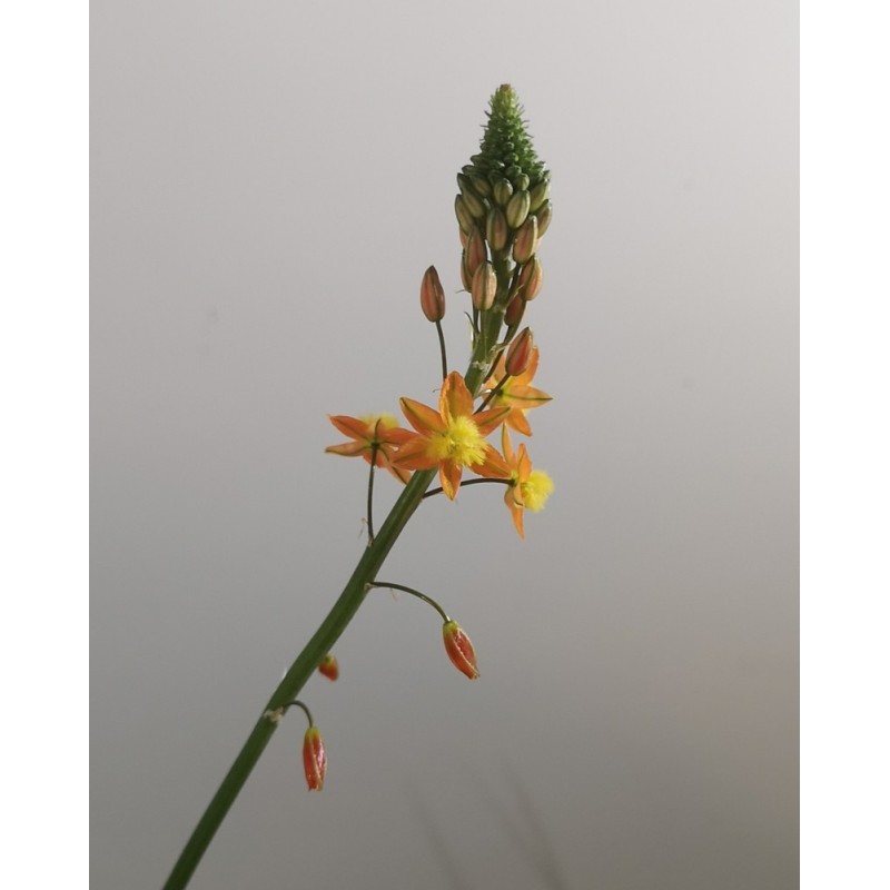 Bulbine orange