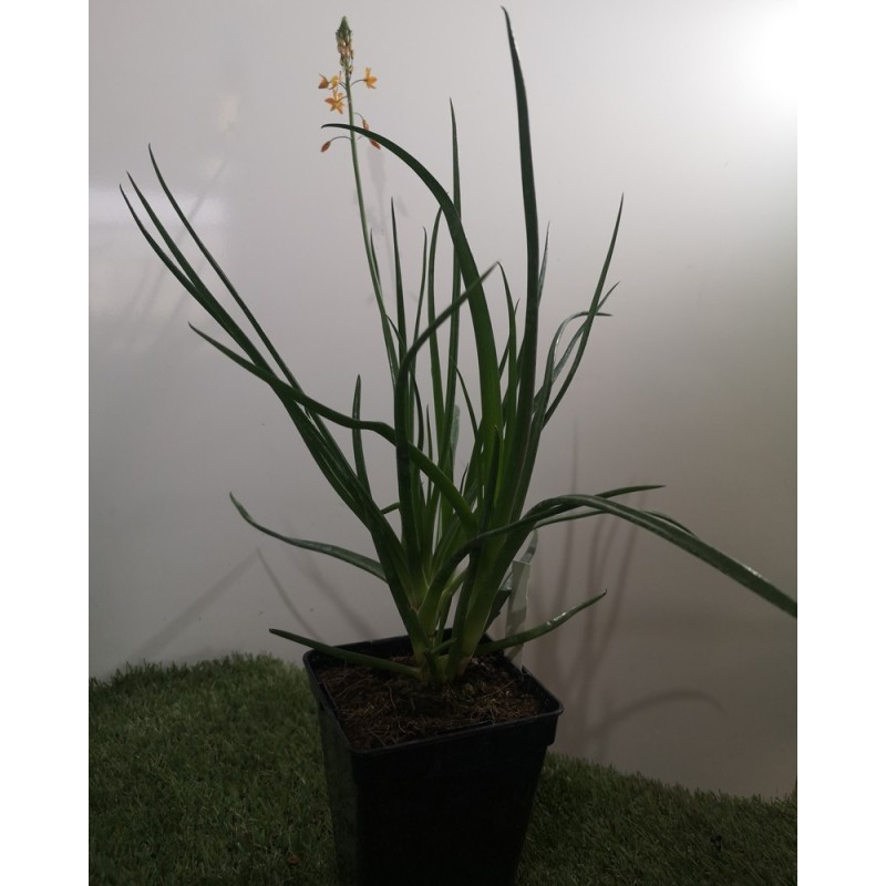  Bulbine orange