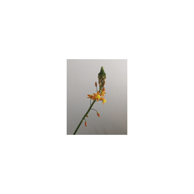  Bulbine orange