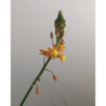  Bulbine orange