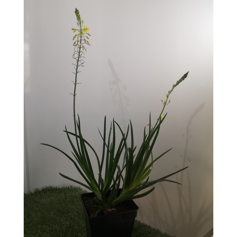  Bulbine jaune