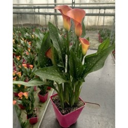 Arum de couleur orange