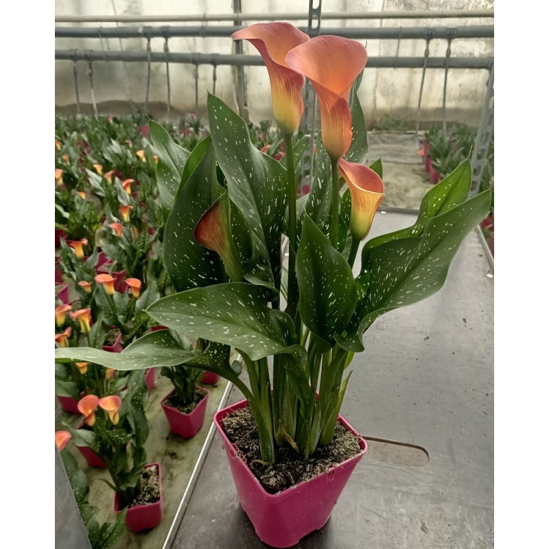 Arum de couleur orange