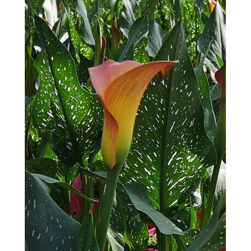  Arum de couleur orange